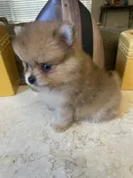 Charly, a male Pomeranian for sale in Stockton, CA – 5 of 8