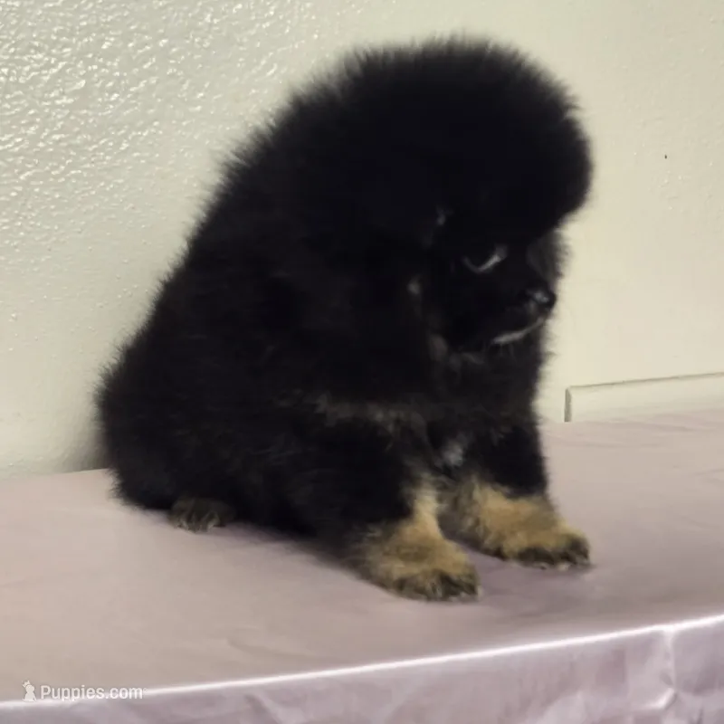 Tana – Pomeranian puppy for sale in Stockton, CA
