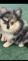 Cory, a female Pomeranian for sale in Stockton, CA – 4 of 5