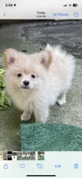 Estrella , a female Pomeranian for sale in Stockton, CA – 4 of 4