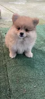 Nala, a female Pomeranian for sale in Stockton, CA – 7 of 8