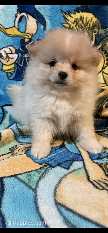 Mia – Pomeranian puppy for sale in Stockton, CA
