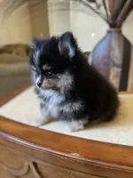 Gio, a male Pomeranian for sale in Stockton, CA – 1 of 6