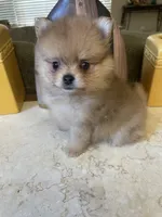 Charly, a male Pomeranian for sale in Stockton, CA – 3 of 8