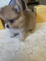 Charly, a male Pomeranian for sale in Stockton, CA – 8 of 8
