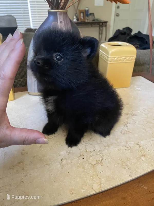 Lini – Pomeranian puppy for sale in Stockton, CA