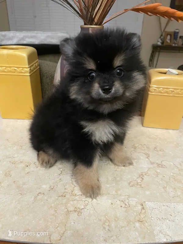 Tana – Pomeranian puppy for sale in Stockton, CA