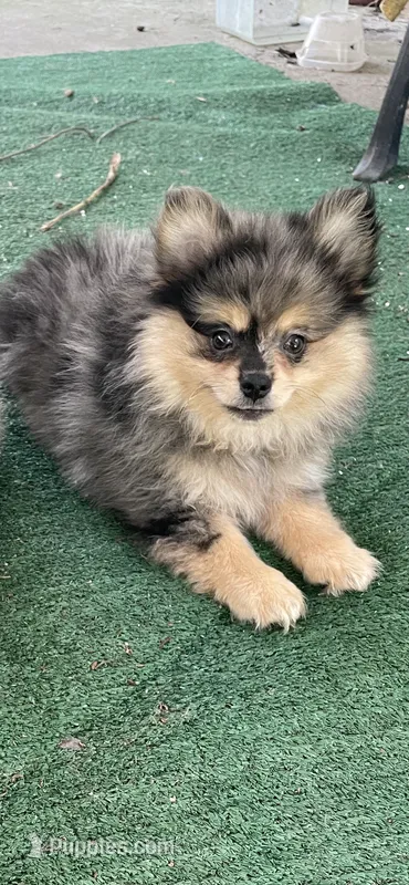 Cory – Pomeranian puppy for sale in Stockton, CA