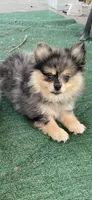 Cory, a female Pomeranian for sale in Stockton, CA – 1 of 5