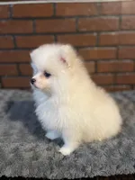 Nemo, a male Pomeranian for sale in Stockton, CA – Photo 2 of 5