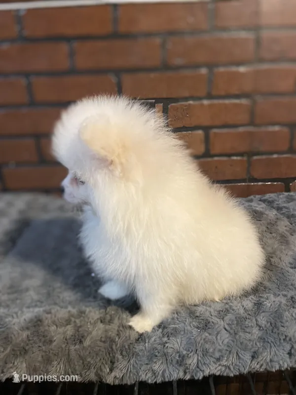 Nemo – Pomeranian puppy for sale in Stockton, CA