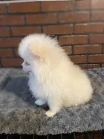 Nemo, a male Pomeranian for sale in Stockton, CA – Photo 3 of 5