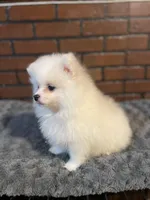 Nemo, a male Pomeranian for sale in Stockton, CA – Photo 1 of 5