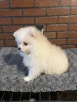 Nemo, a male Pomeranian for sale in Stockton, CA – Photo 4 of 5