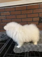 Nemo, a male Pomeranian for sale in Stockton, CA – Photo 5 of 5