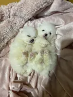 Each, a female Pomeranian for sale in Stockton, CA – Photo 3 of 8