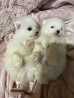 Each, a female Pomeranian for sale in Stockton, CA – Photo 2 of 8