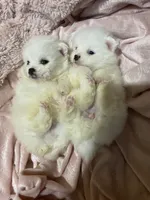 Each, a female Pomeranian for sale in Stockton, CA – Photo 5 of 8