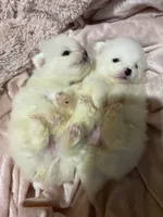 Each, a female Pomeranian for sale in Stockton, CA – Photo 6 of 8