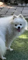 Each, a female Pomeranian for sale in Stockton, CA – Photo 8 of 8