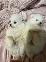 Each, a female Pomeranian for sale in Stockton, CA – Photo 4 of 8