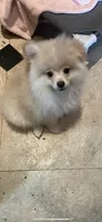 Nala, a female Pomeranian for sale in Stockton, CA – 4 of 7