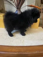 Bear , a male Pomeranian for sale in Stockton, CA – 4 of 6