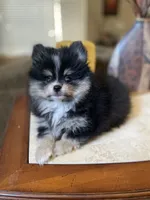 Gio, a male Pomeranian for sale in Stockton, CA – 2 of 6