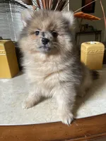 Pistachio, a male Pomeranian for sale in Stockton, CA – 3 of 5