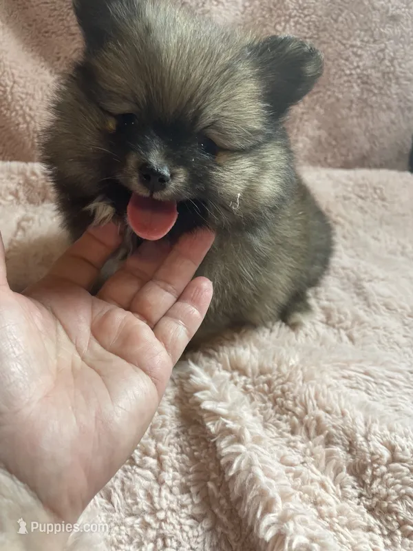 Sazzy – Pomeranian puppy for sale in Stockton, CA