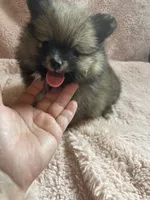 Sazzy, a female Pomeranian for sale in Stockton, CA – 1 of 6
