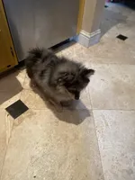 Cory, a female Pomeranian for sale in Stockton, CA – 3 of 3