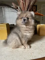 Bruno, a male Pomeranian for sale in Stockton, CA – 5 of 5