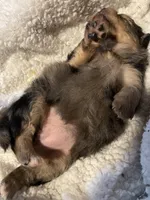 Merlina, a female Pomeranian for sale in Stockton, CA – Photo 6 of 6