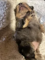 Merlina, a female Pomeranian for sale in Stockton, CA – Photo 5 of 6