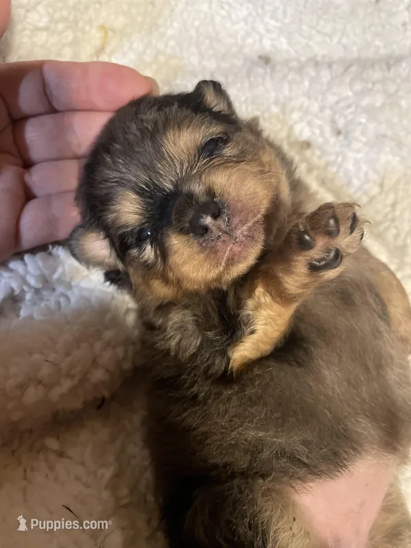 Merlina – Pomeranian puppy for sale in Stockton, CA