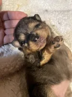 Merlina, a female Pomeranian for sale in Stockton, CA – Photo 1 of 6