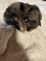 Merlina, a female Pomeranian for sale in Stockton, CA – Photo 4 of 6