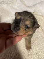 Merlina, a female Pomeranian for sale in Stockton, CA – Photo 3 of 6