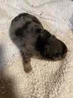 Merlina, a female Pomeranian for sale in Stockton, CA – Photo 2 of 6