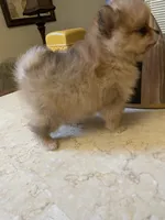 Kimo, a male Pomeranian for sale in Stockton, CA – 2 of 6