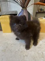 Tory, a female Pomeranian for sale in Stockton, CA – 3 of 3