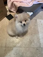 Nala, a female Pomeranian for sale in Stockton, CA – 2 of 7