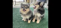 Merluna, a female Pomeranian for sale in Stockton, CA – 4 of 7