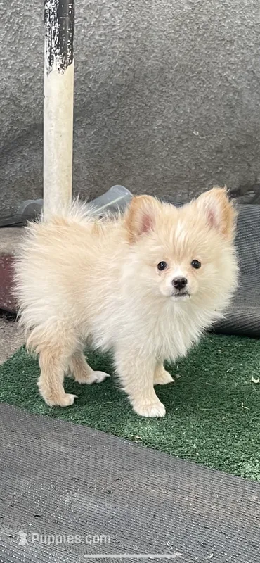 Estrella  – Pomeranian puppy for sale in Stockton, CA