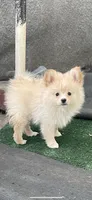 Estrella , a female Pomeranian for sale in Stockton, CA – 1 of 4