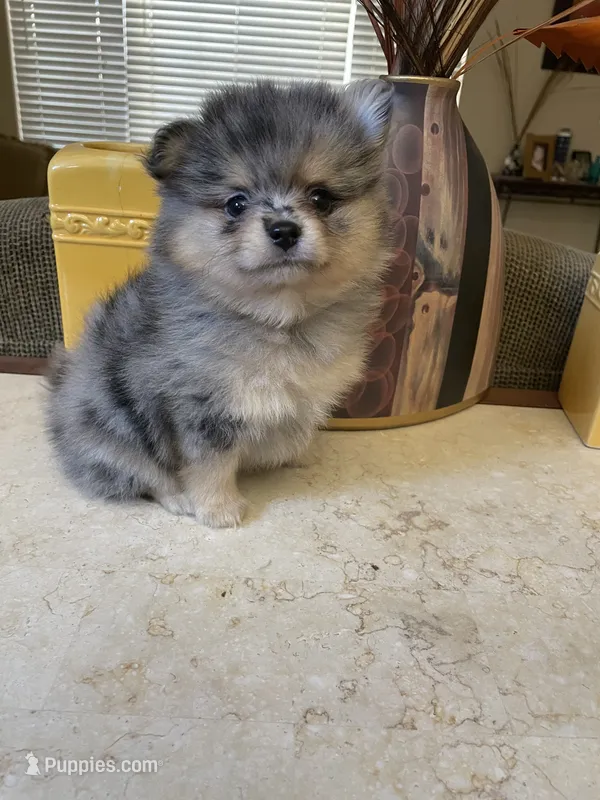 Luna, a female Pomeranian for sale in Stockton, CA – 1 of 6