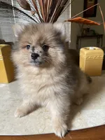Pistachio, a male Pomeranian for sale in Stockton, CA – 4 of 5