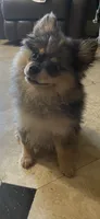 Cory, a female Pomeranian for sale in Stockton, CA – 5 of 5