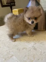 Charly, a male Pomeranian for sale in Stockton, CA – 1 of 8